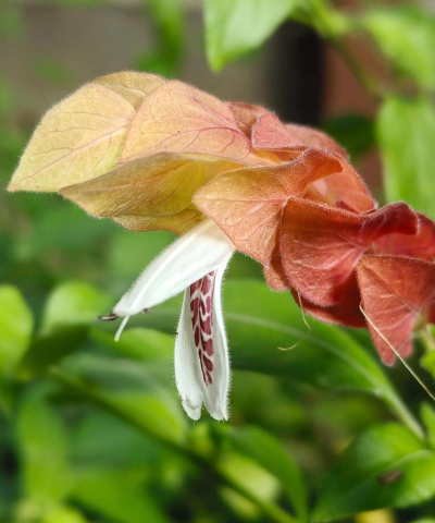 虾衣花怎么养,掌握关键技巧,轻松爆盆开花 虾衣花怎么养,掌握关键技巧,轻松爆盆开花