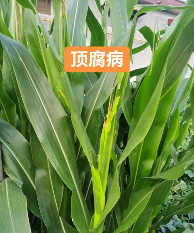 玉米树腐烂病怎么防治好,识别早期症状,采取有效方法 玉米树腐烂病怎么防治好,识别早期症状,采取有效方法
