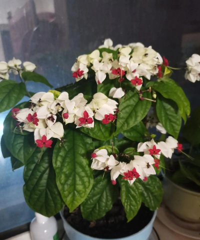 吐龙珠花怎么养开花多,掌握关键技巧,轻松爆盆 吐龙珠花怎么养开花多,掌握关键技巧,轻松爆盆