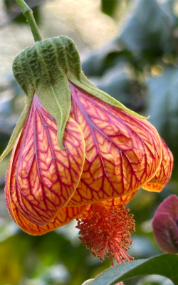 纹瓣悬铃花怎么养,掌握四个关键,花开满枝头 纹瓣悬铃花怎么养,掌握四个关键,花开满枝头