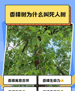 栽什么树能防治流感病,了解植物作用,选择合适树种 栽什么树能防治流感病,了解植物作用,选择合适树种