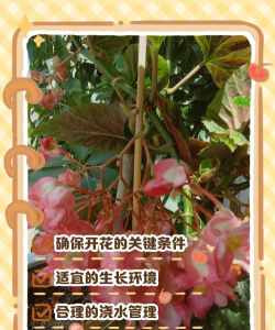 大叶海棠花怎么养,掌握关键技巧,轻松爆盆开花 大叶海棠花怎么养,掌握关键技巧,轻松爆盆开花