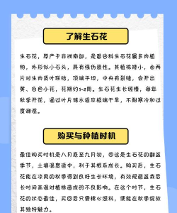 网上买的生石花怎么养,新手入门指南,轻松养活小石头 网上买的生石花怎么养,新手入门指南,轻松养活小石头