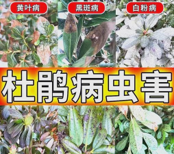 杜鹃树的钻心虫防治,识别虫害特征,采取有效方法 杜鹃树的钻心虫防治,识别虫害特征,采取有效方法