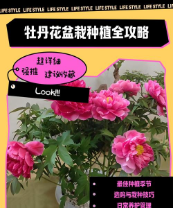 牡丹栽培方法,选对品种,轻松开花 牡丹栽培方法,选对品种,轻松开花