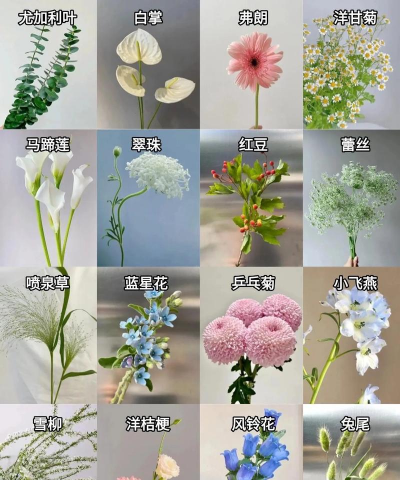 蓝星花怎么养,掌握浇水技巧,轻松爆盆开花 蓝星花怎么养,掌握浇水技巧,轻松爆盆开花