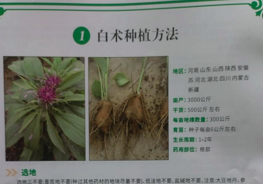 白芨栽培,选对方法,轻松上手 白芨栽培,选对方法,轻松上手