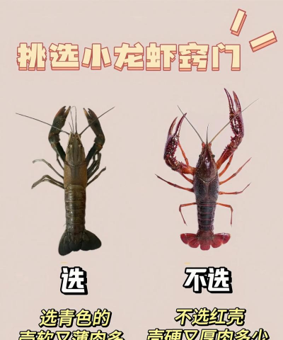 花龙虾怎么养,掌握关键技巧,轻松提升成活率 花龙虾怎么养,掌握关键技巧,轻松提升成活率