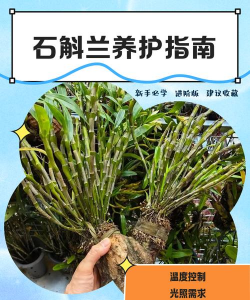 石斛怎么栽培,掌握关键步骤,轻松养出好状态 石斛怎么栽培,掌握关键步骤,轻松养出好状态