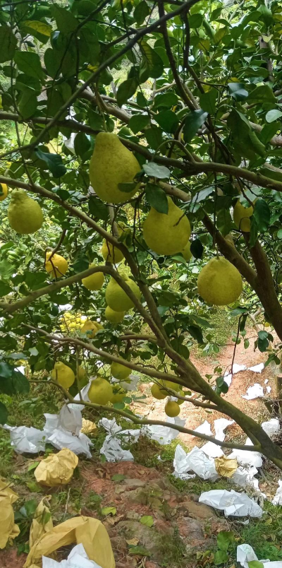 沙田柚树怎么防治虫害,识别常见问题,掌握实用方法 沙田柚树怎么防治虫害,识别常见问题,掌握实用方法