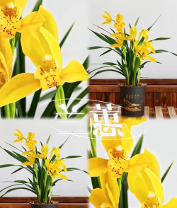 公主花怎么养,掌握关键技巧,轻松养出好状态 公主花怎么养,掌握关键技巧,轻松养出好状态