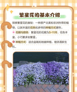 繁星花怎么养,轻松爆盆技巧,新手也能学会 繁星花怎么养,轻松爆盆技巧,新手也能学会