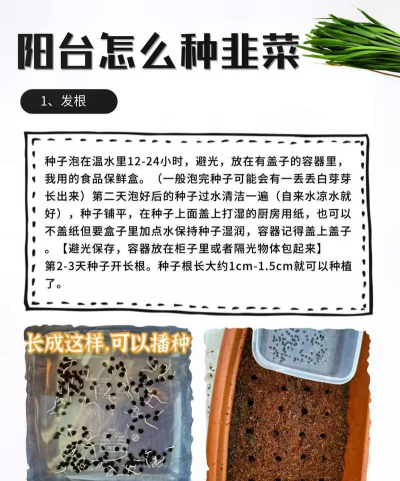 韭菜栽培技术,掌握关键步骤,轻松收获鲜嫩韭菜 韭菜栽培技术,掌握关键步骤,轻松收获鲜嫩韭菜