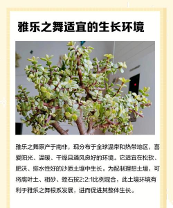 雅乐花怎么养,新手入门指南,轻松掌握养护技巧 雅乐花怎么养,新手入门指南,轻松掌握养护技巧