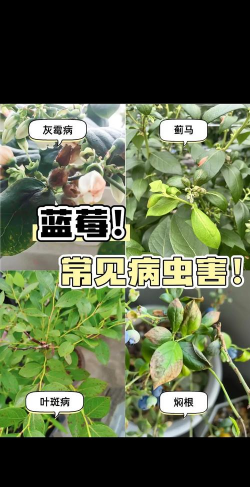 露天蓝莓树病虫害防治,识别常见问题,掌握应对方法 露天蓝莓树病虫害防治,识别常见问题,掌握应对方法