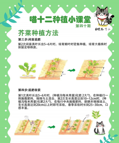 蔬菜栽培学,掌握种植技巧,提升产量品质 蔬菜栽培学,掌握种植技巧,提升产量品质