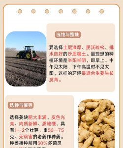生姜栽培技术,掌握关键步骤,轻松收获优质生姜 生姜栽培技术,掌握关键步骤,轻松收获优质生姜