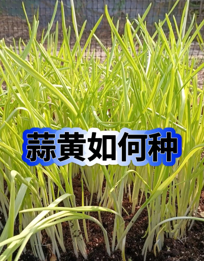 蒜黄栽培,掌握关键步骤,轻松收获鲜嫩 蒜黄栽培,掌握关键步骤,轻松收获鲜嫩