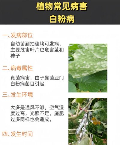 幸福树白粉病怎样防治,识别早期症状,掌握有效方法 幸福树白粉病怎样防治,识别早期症状,掌握有效方法