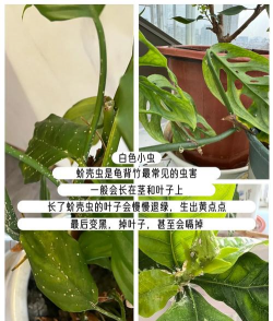枇杷树白蚧壳虫防治技术,识别虫害特征,掌握有效方法 枇杷树白蚧壳虫防治技术,识别虫害特征,掌握有效方法