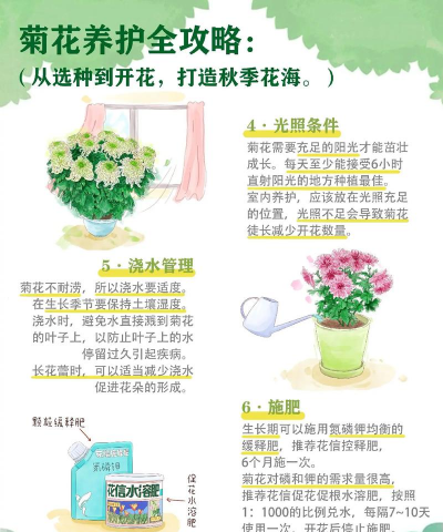 菊花栽培技术,掌握关键步骤,轻松养出好菊花 菊花栽培技术,掌握关键步骤,轻松养出好菊花