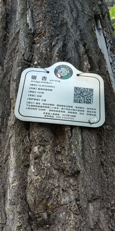 青铜树简介及病虫害防治,了解基本特征,掌握防治方法 青铜树简介及病虫害防治,了解基本特征,掌握防治方法