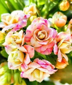 粉红公主花怎么养,新手也能轻松上手,记住这几点就行 粉红公主花怎么养,新手也能轻松上手,记住这几点就行