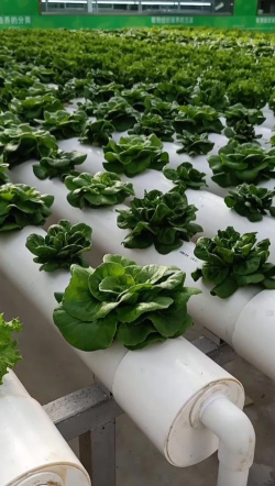 无土栽培管道,搭建简单,新手也能上手 无土栽培管道,搭建简单,新手也能上手