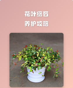 洛石花怎么养,掌握关键技巧,轻松养活它 洛石花怎么养,掌握关键技巧,轻松养活它