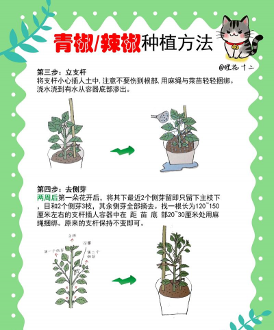 无土栽培辣椒,掌握关键技巧,轻松实现高产 无土栽培辣椒,掌握关键技巧,轻松实现高产