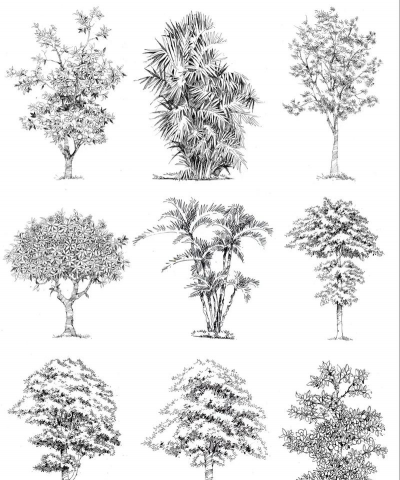 园林绿化设计素描,掌握基础技巧,提升设计表现力 园林绿化设计素描,掌握基础技巧,提升设计表现力