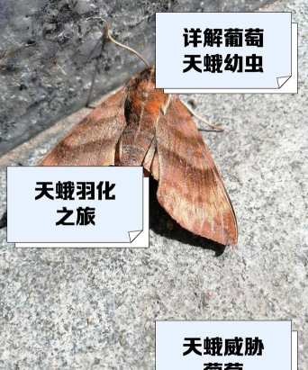 葡萄树小飞蛾是怎么防治,识别虫害特征,掌握有效方法 葡萄树小飞蛾是怎么防治,识别虫害特征,掌握有效方法