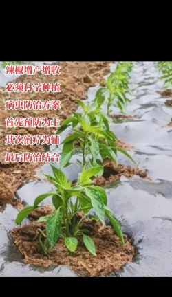 辣椒无土栽培,掌握核心技术,轻松实现高产 辣椒无土栽培,掌握核心技术,轻松实现高产