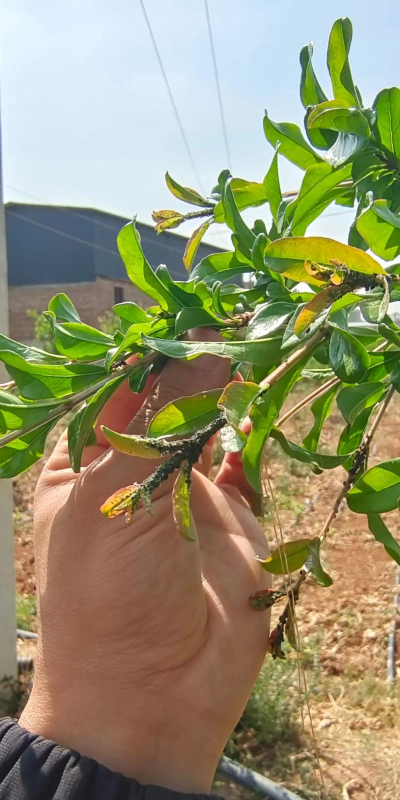 石榴树有虫怎么防治视频,常见虫害识别,实用防治方法 石榴树有虫怎么防治视频,常见虫害识别,实用防治方法