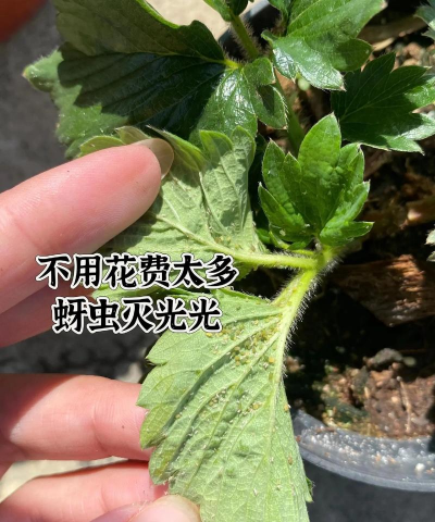 栾树蚜虫的生物防治技术,减少农药使用,保护生态平衡 栾树蚜虫的生物防治技术,减少农药使用,保护生态平衡