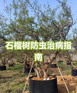 石榴树大毛虫怎么防治好,识别虫害特征,掌握有效方法 石榴树大毛虫怎么防治好,识别虫害特征,掌握有效方法