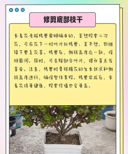 长寿花老桩怎么养,掌握关键技巧,轻松焕发新生 长寿花老桩怎么养,掌握关键技巧,轻松焕发新生