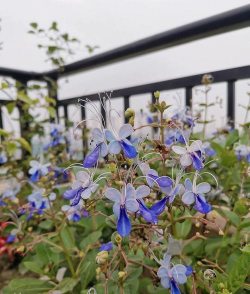蓝蝴蝶花怎么养,掌握关键技巧,轻松养出好状态 蓝蝴蝶花怎么养,掌握关键技巧,轻松养出好状态