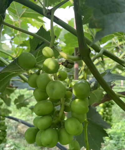 葡萄树霜霉病怎么防治,识别早期症状,掌握关键方法 葡萄树霜霉病怎么防治,识别早期症状,掌握关键方法