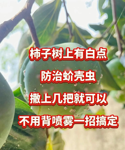 荔枝树蜡粉蚧,防治方法详解,常见问题解答 荔枝树蜡粉蚧,防治方法详解,常见问题解答