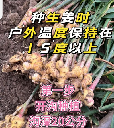 生姜的栽培,选对品种,掌握关键步骤 生姜的栽培,选对品种,掌握关键步骤