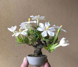 达摩栀子花怎么养,掌握关键技巧,轻松花开满枝 达摩栀子花怎么养,掌握关键技巧,轻松花开满枝