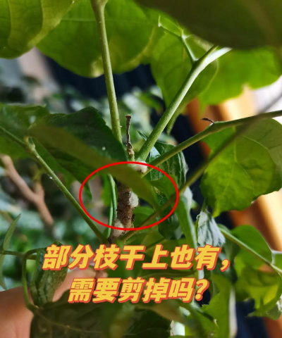 幸福树白粉病的防治,识别症状,及时处理 幸福树白粉病的防治,识别症状,及时处理