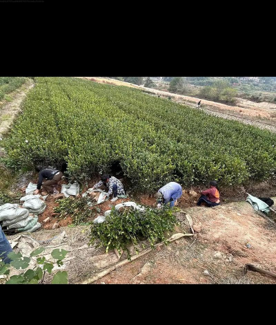 油茶栽培技术,掌握关键步骤,实现高产稳产 油茶栽培技术,掌握关键步骤,实现高产稳产