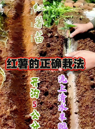 红薯高产栽培,掌握关键技巧,轻松提升产量 红薯高产栽培,掌握关键技巧,轻松提升产量