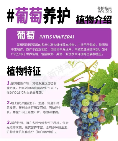葡萄的栽培技术,掌握关键步骤,轻松收获果实 葡萄的栽培技术,掌握关键步骤,轻松收获果实