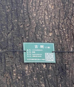 咸阳古树病虫防治研究所,专业保护古树,解决病虫困扰 咸阳古树病虫防治研究所,专业保护古树,解决病虫困扰