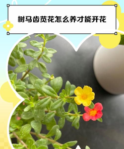 树马齿笕花怎么养,掌握关键技巧,轻松爆盆开花 树马齿笕花怎么养,掌握关键技巧,轻松爆盆开花