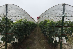 葡萄避雨栽培,减少病害发生,提升果实品质 葡萄避雨栽培,减少病害发生,提升果实品质