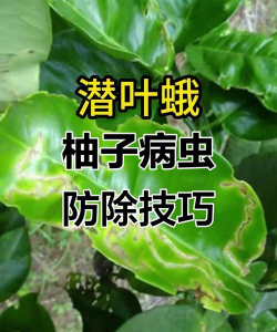 沙田柚树怎么防治病虫,识别常见病害,掌握关键方法 沙田柚树怎么防治病虫,识别常见病害,掌握关键方法